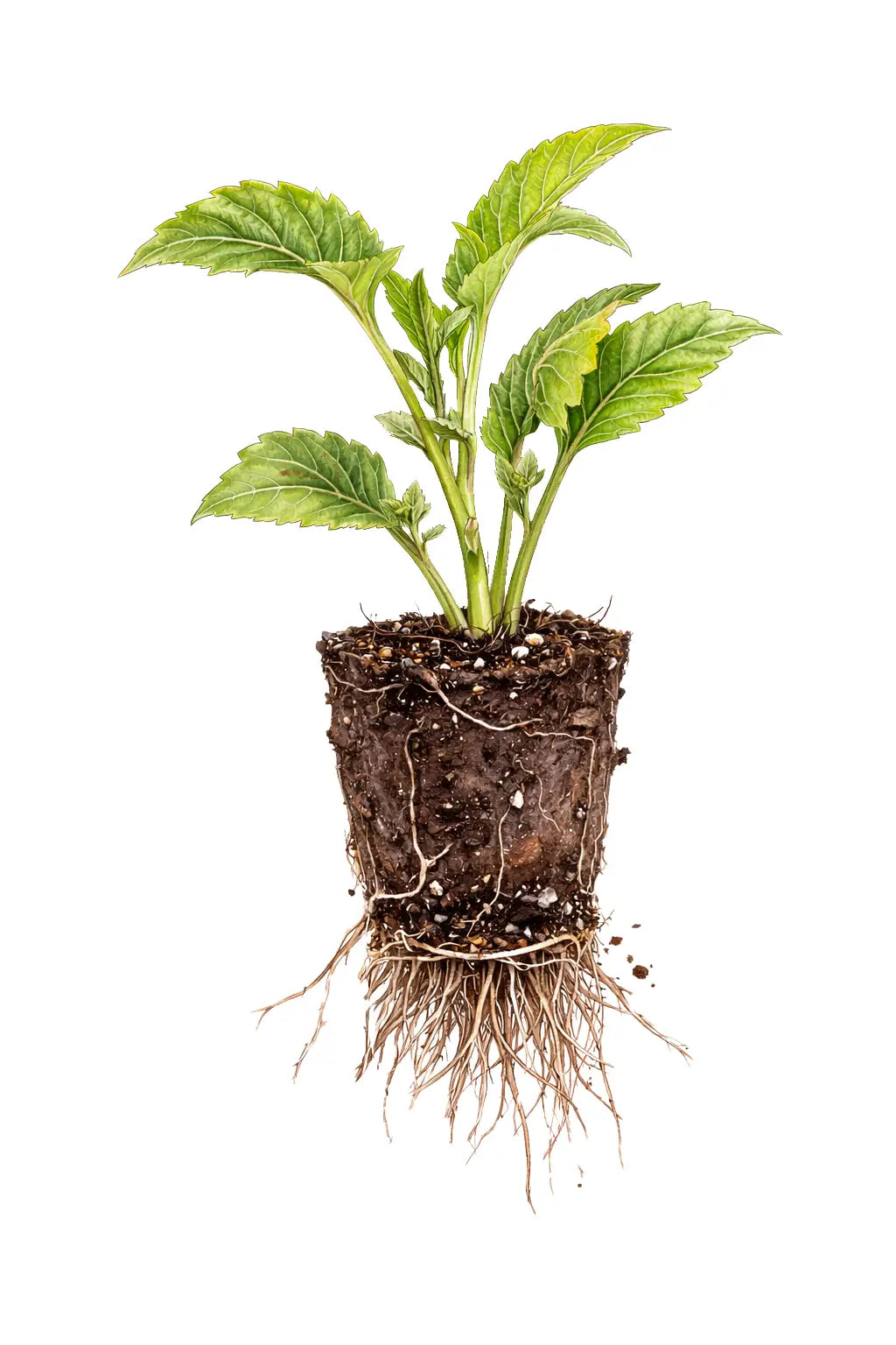 Cuttings