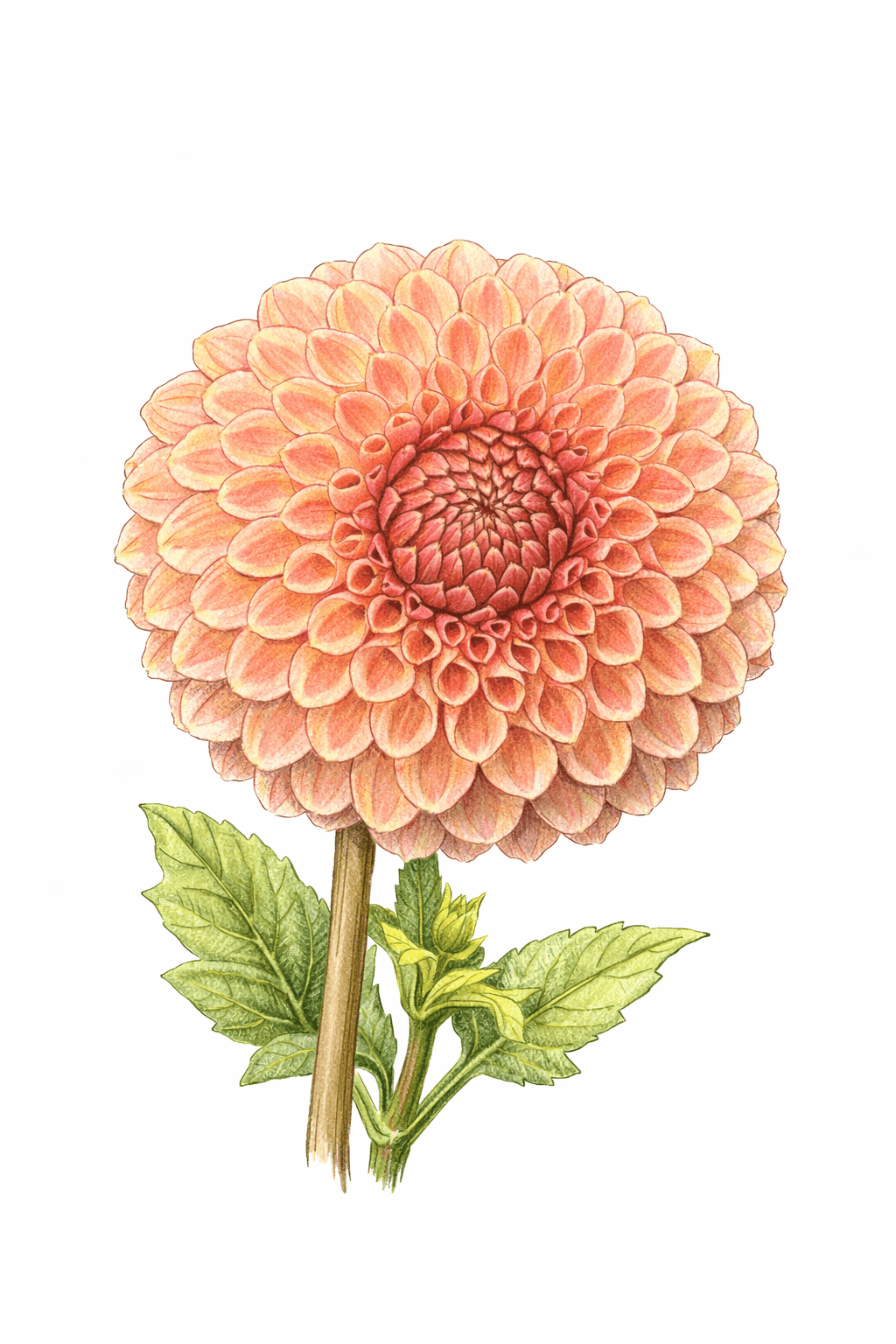 Illustration of 20th Ave Soft Peach Dahlia Variety, showing peachy orange petals and green leaves.