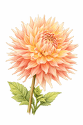 Illustration of a large peachy orange pink AC Ben dahlia with green leaves on a white background.