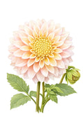 Bloomquist Blush