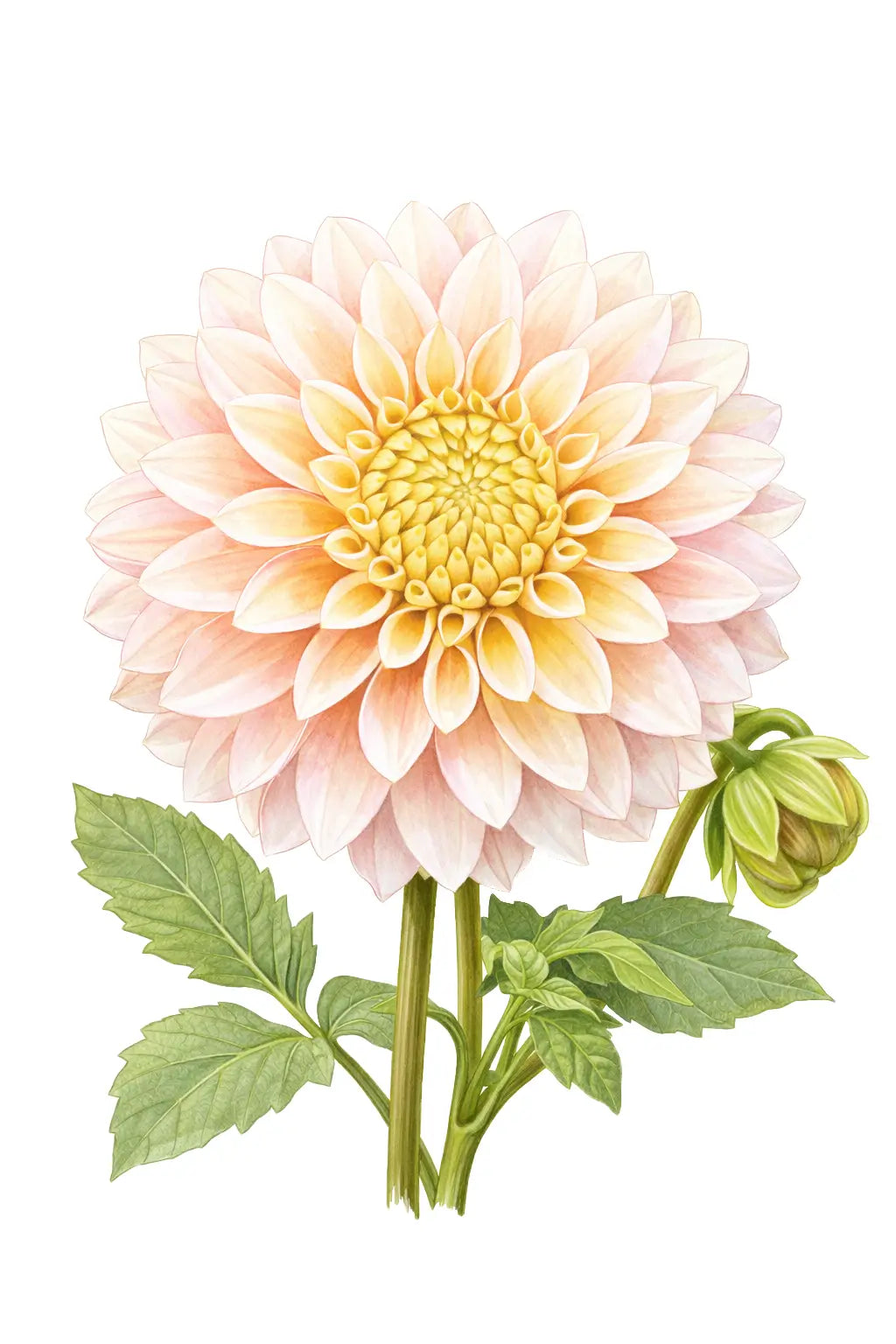 Bloomquist Blush