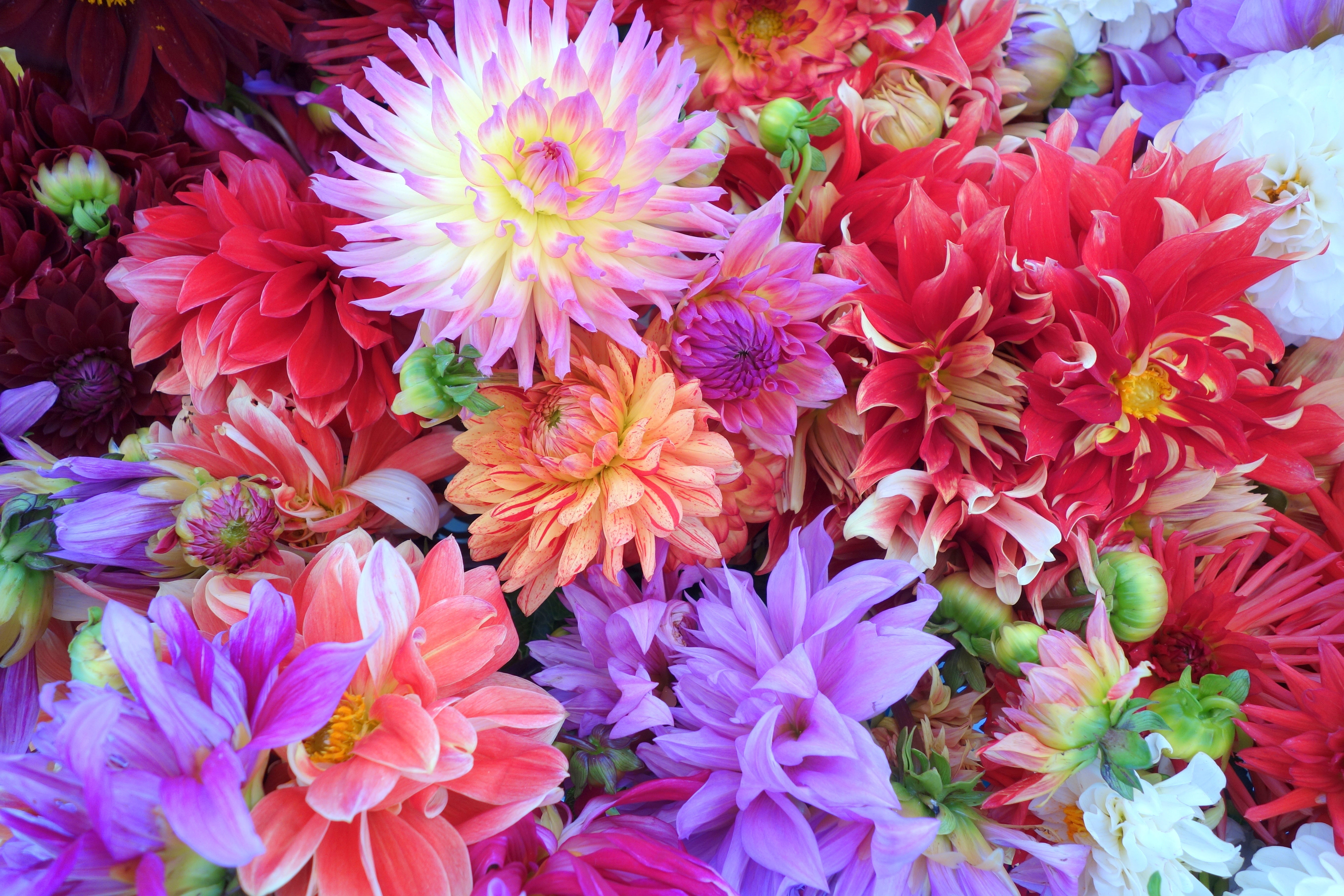 Close-up of a vibrant bouquet of dahlia flower blossoms with a mix of colors.