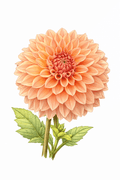 Illustration of a peach-colored Hamilton Lillian Dahlia with green leaves on a white background