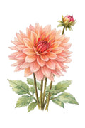 Henriette