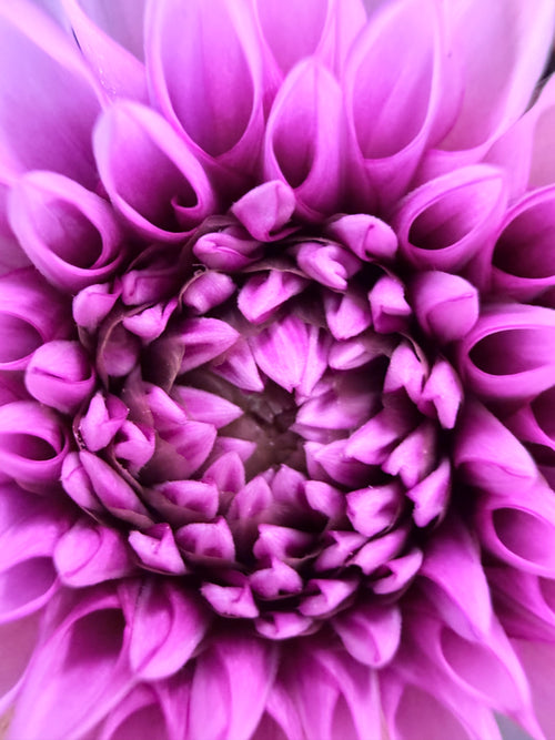 Bella Blooms dahlia arrangement