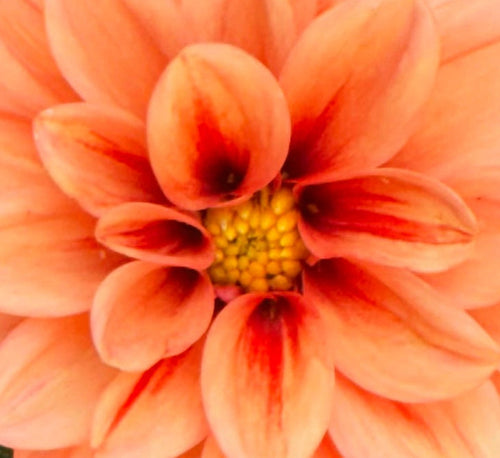 Bella Blooms arrangement