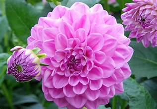 Bella Blooms Story