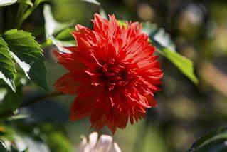 Cuttings Variety Pack