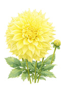 Penhill Yellow Queen