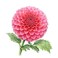 RM Pink Sugar