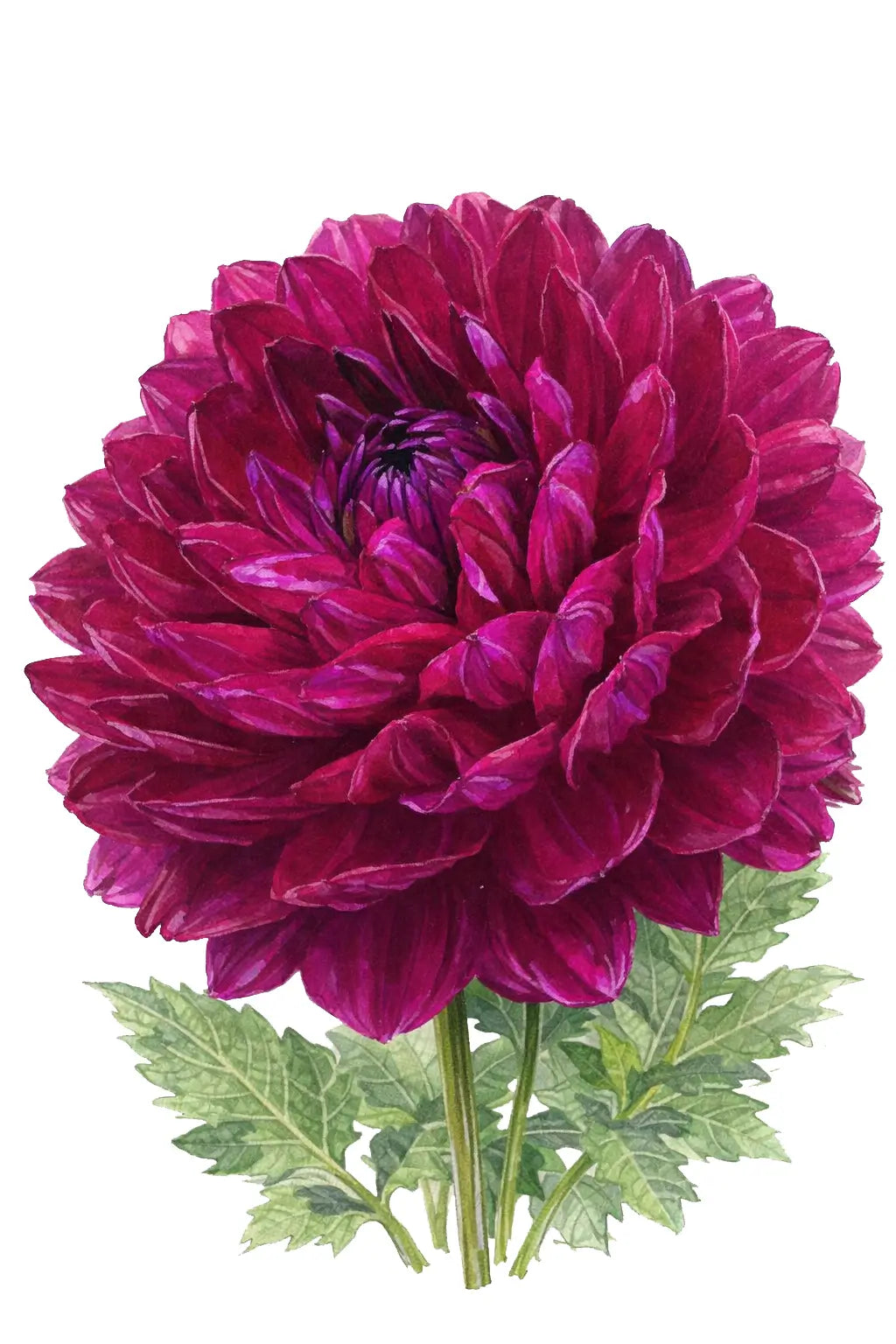 Sandia Bertha