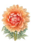 Sandia Susan