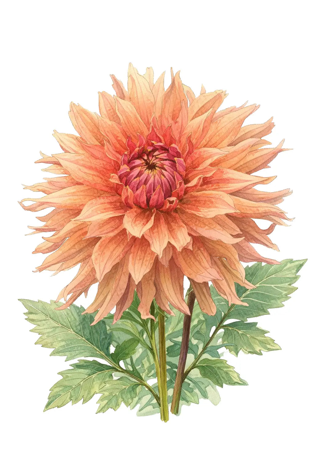 Terracotta