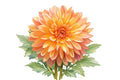 Verone Donna Marie