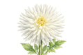 White Cactus