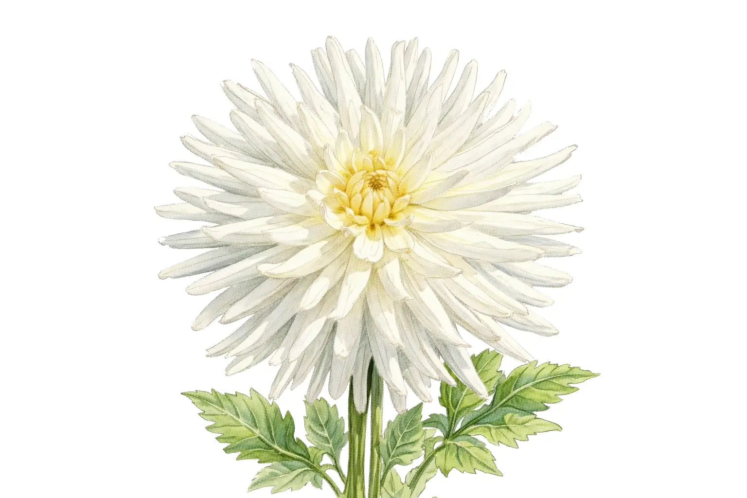 White Cactus
